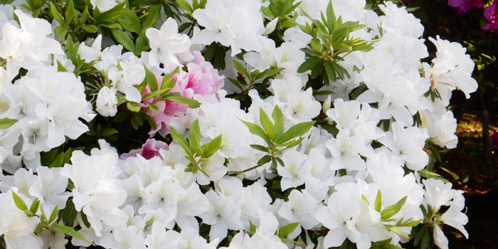 宮城県岩沼市の花 ツツジ