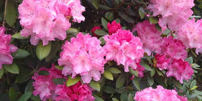 宮城県柴田郡川崎町の花 シャクナゲ