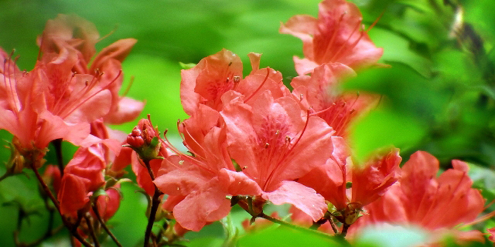 宮城県気仙沼市の花 ヤマツツジ