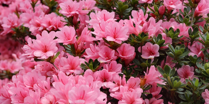 宮城県本吉郡南三陸町の花 ツツジ