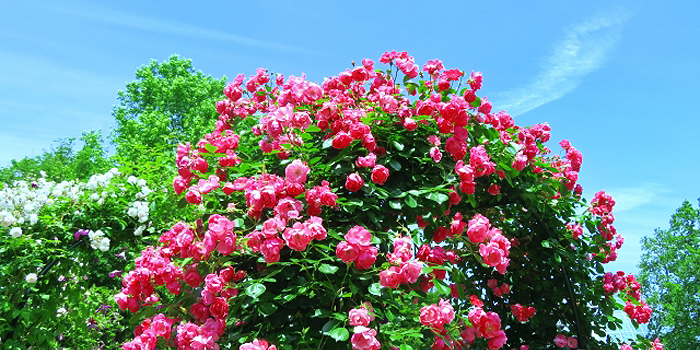宮城県遠田郡美里町の花 バラ