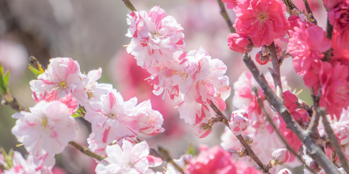 宮城県名取市の花 ハナモモ