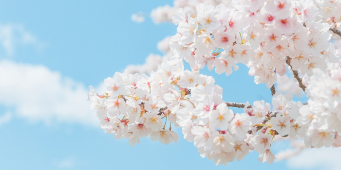 宮城県柴田郡大河原町の花 桜