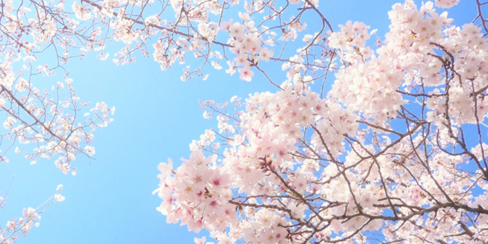 宮城県牡鹿郡女川町の花 さくら