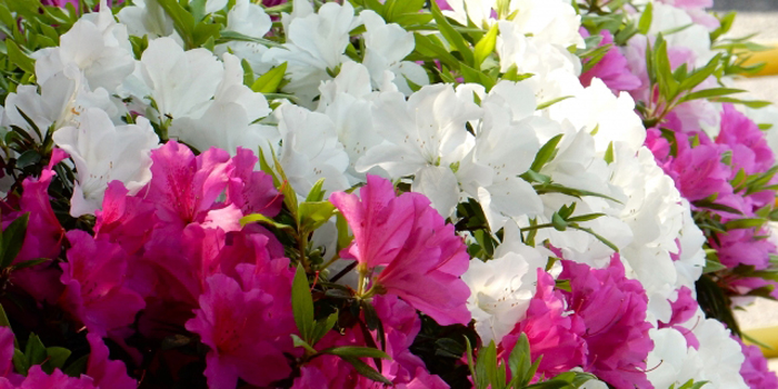 宮城県黒川郡大郷町の花 ツツジ