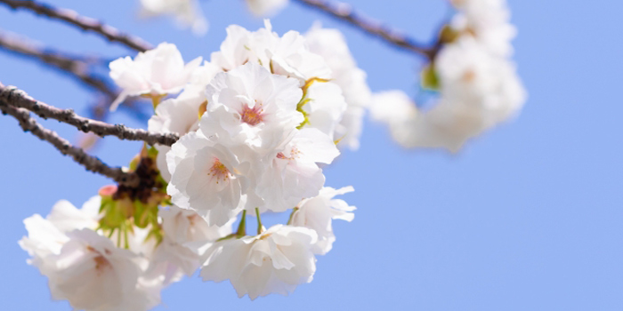 宮城県柴田郡柴田町の花　さくら