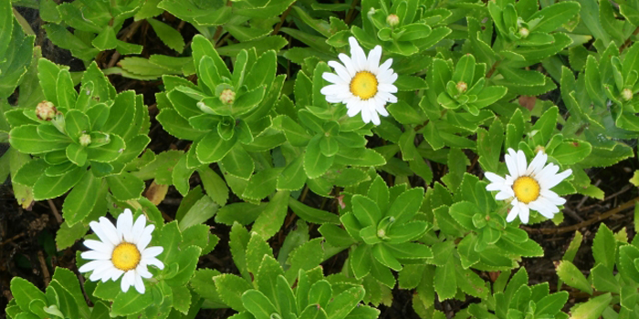 宮城県宮城郡七ヶ浜町の花 ハマギク