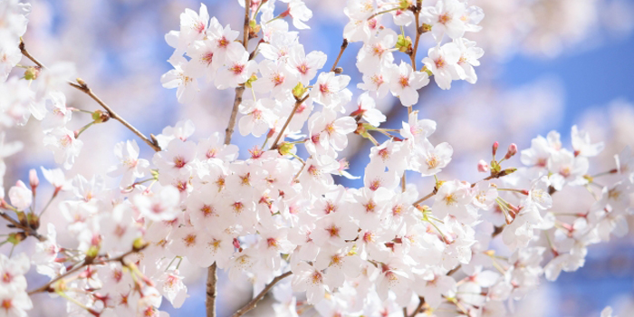 宮城県加美郡色麻町の花 さくら