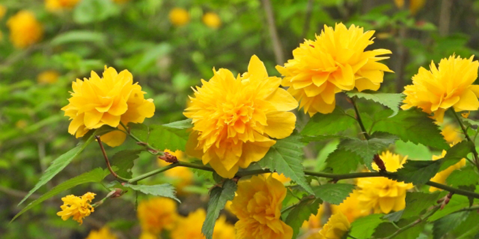 宮城県白石市の花 やまぶき