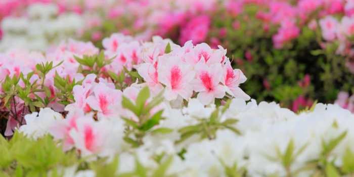 宮城県黒川郡大和町の花　ツツジ