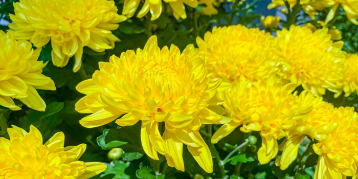 宮城県富谷市の花　キク