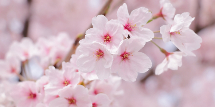 宮城県遠田郡涌谷町の花 さくら