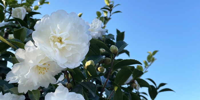宮城県亘理郡亘理町の花 サザンカ