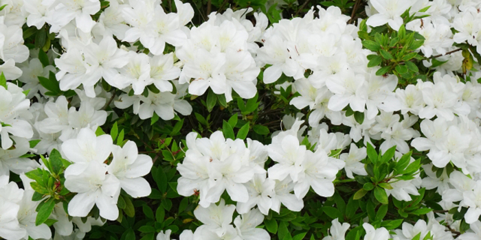 宮城県亘理郡山元町の花 ツツジ