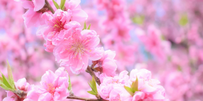 宮城県刈田郡蔵王町の花 モモ