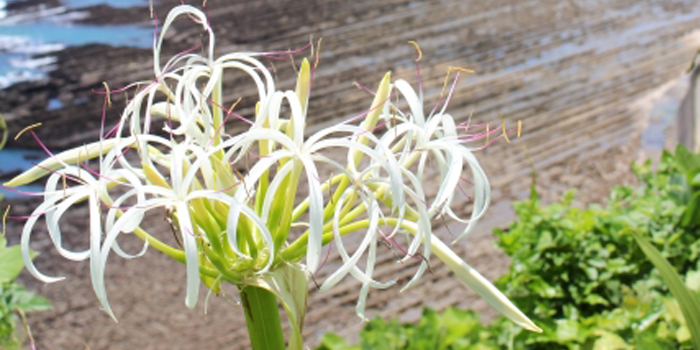 宮崎県の花　ハマユウ