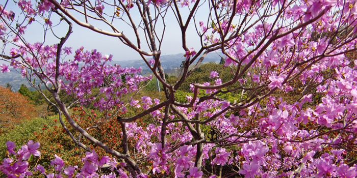 宮崎県東諸県郡綾町の花　いわつつじ