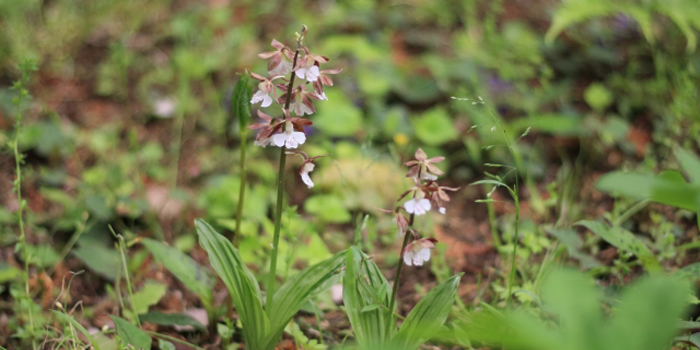 宮崎県えびの市の花　エビネ