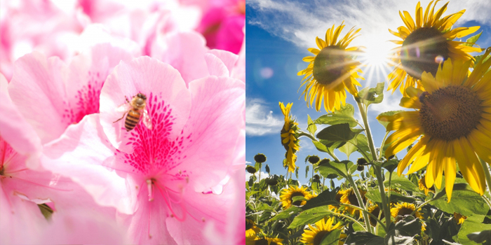 宮崎県日向市の花　つつじ、ひまわり