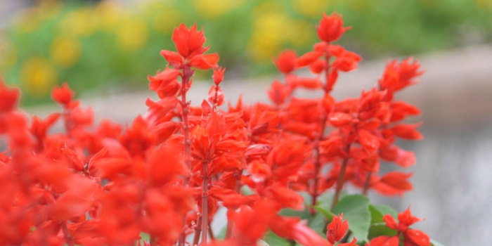 宮崎県東臼杵郡門川町の花　サルビア