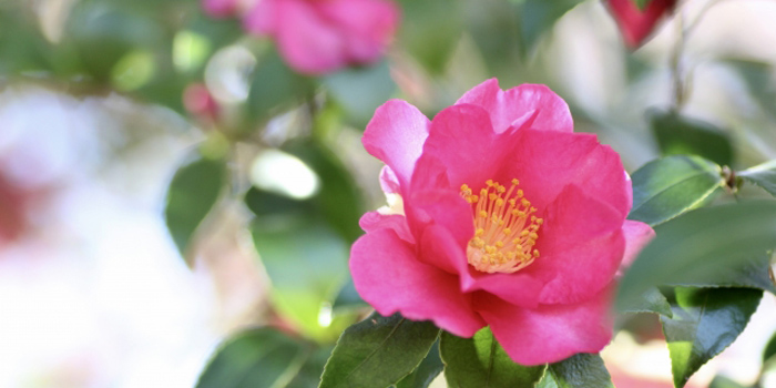 宮崎県児湯郡川南町の花　さざんか