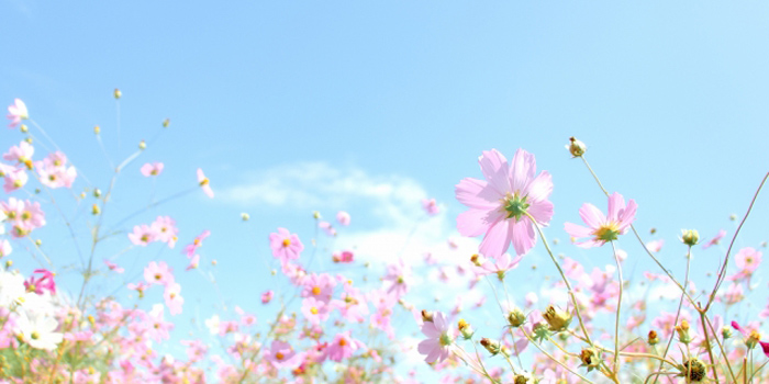 宮崎県児湯郡木城町の花　コスモス