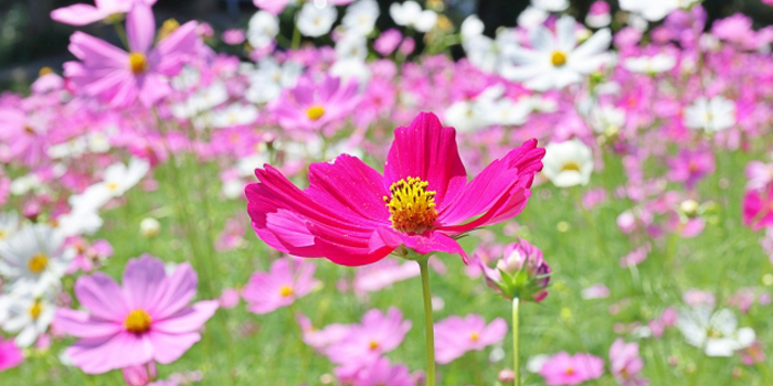 宮崎県小林市の花　コスモス