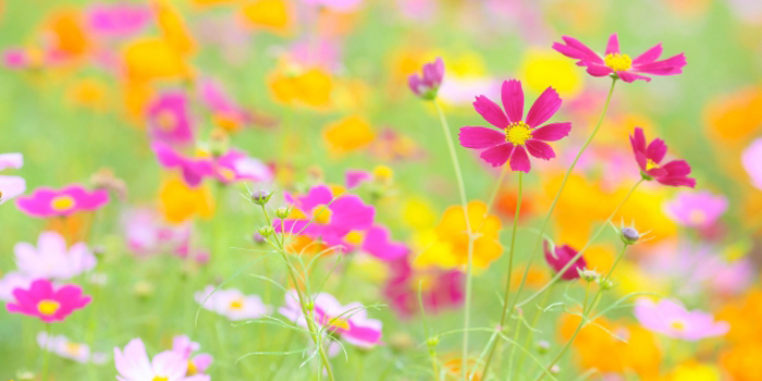 宮崎県東諸県郡国富町の花　コスモス