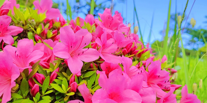 宮崎県北諸県郡三股町の花　さつき