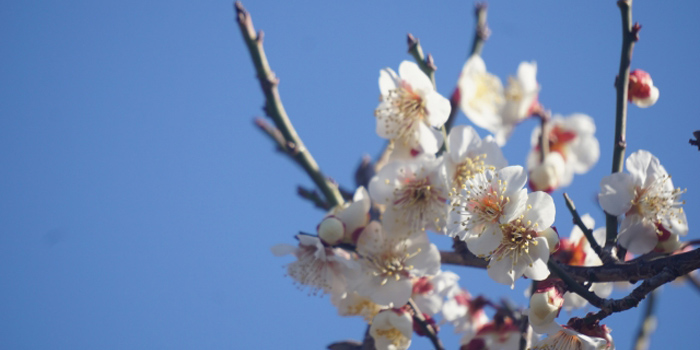 宮崎県東臼杵郡美郷町の花　ウメ