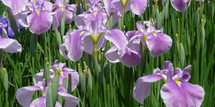 宮崎県宮崎市の花　花しょうぶ