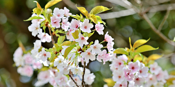 宮崎県東臼杵郡諸塚村の花 ヤマザクラ