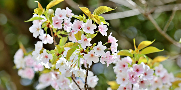 宮崎県東臼杵郡諸塚村の花　ヤマザクラ