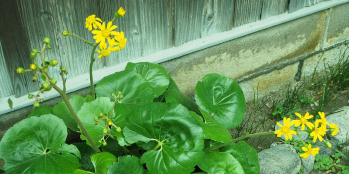 宮崎県日南市の花 つわぶき