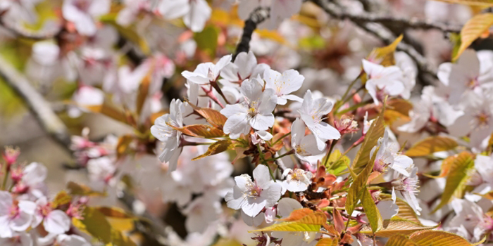 宮崎県児湯郡西米良村の花 ヤマザクラ