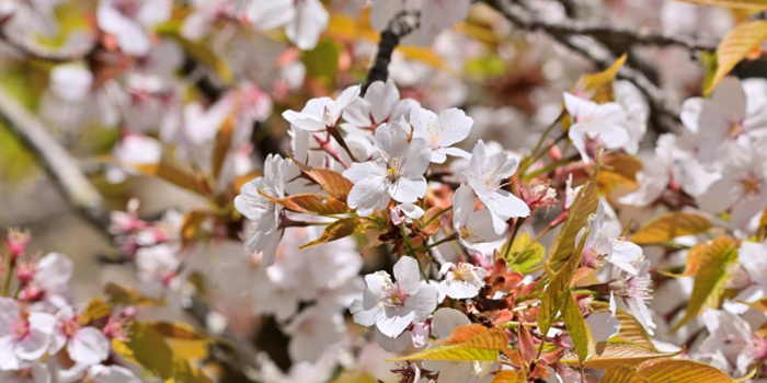 宮崎県児湯郡西米良村の花　ヤマザクラ