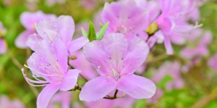 宮崎県西都市の花　みつばつつじ