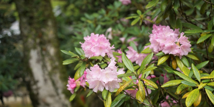 宮崎県東臼杵郡椎葉村の花　しゃくなげ