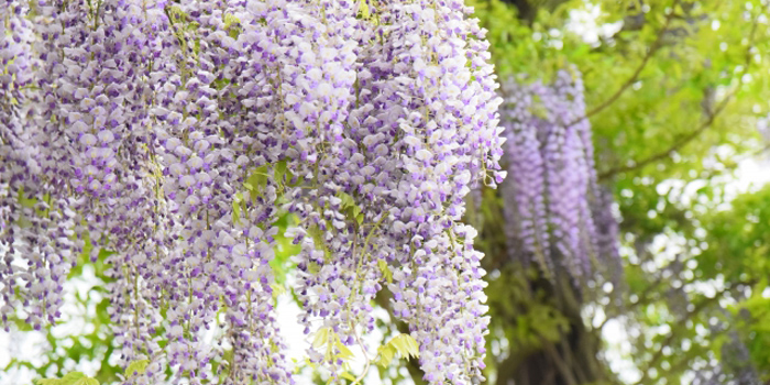 宮崎県西臼杵郡高千穂町の花　ふじ