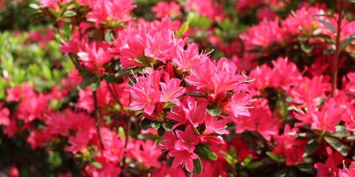 宮崎県西諸県郡高原町の花　キリシマツツジ