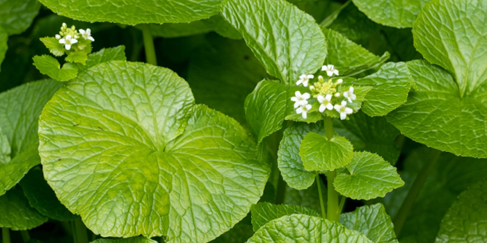 長野県安曇野市の花　ワサビ