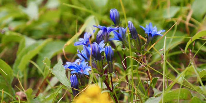 長野県茅野市の花　りんどう