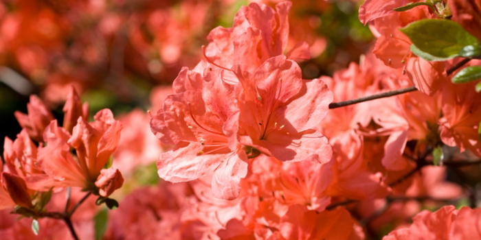 長野県松本市の花　レンゲツツジ