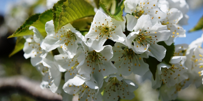 長野市の花　リンゴ