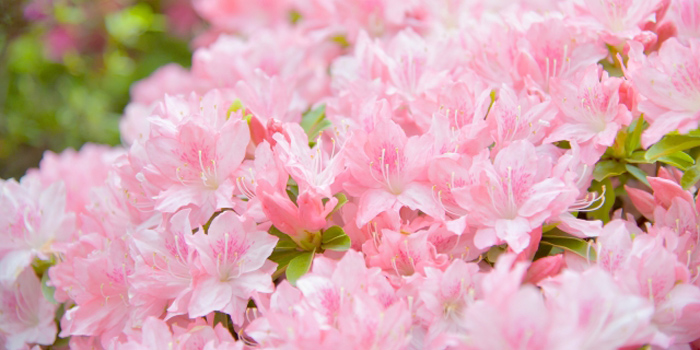 岡谷市の花　ツツジ