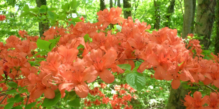 長野県須坂市の花　れんげつつじ