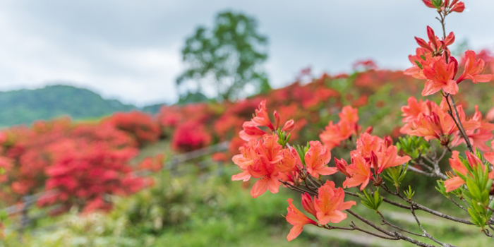 長野県東御市の花　レンゲツツジ