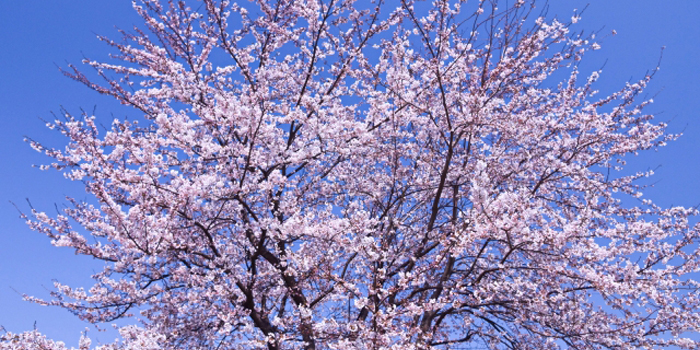 長野県上田市の花　サクラ