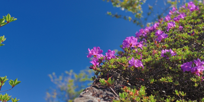 長崎県の花　雲仙ツツジ（ミヤマキリシマ）