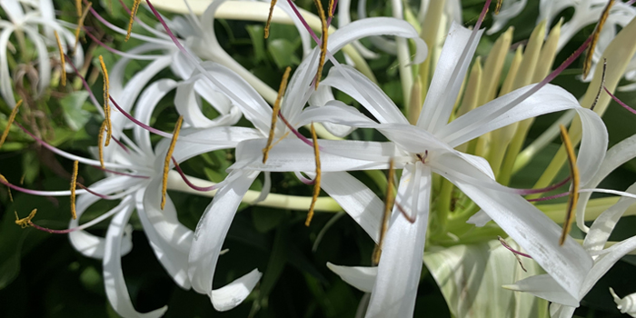 長崎県五島市の花　ハマユウ